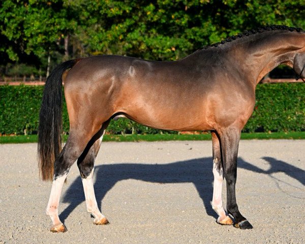 jumper Consul van de Donkhoeve Z (Zangersheide riding horse, 2019, from Scuderia 1918 Casago)