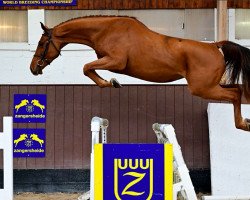 jumper Natania del Pierire (Belgium Sporthorse, 2019, from Untouchable)