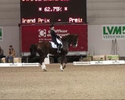 dressage horse O.hot Chocolate (KWPN (Royal Dutch Sporthorse), 1996, from Hendo)