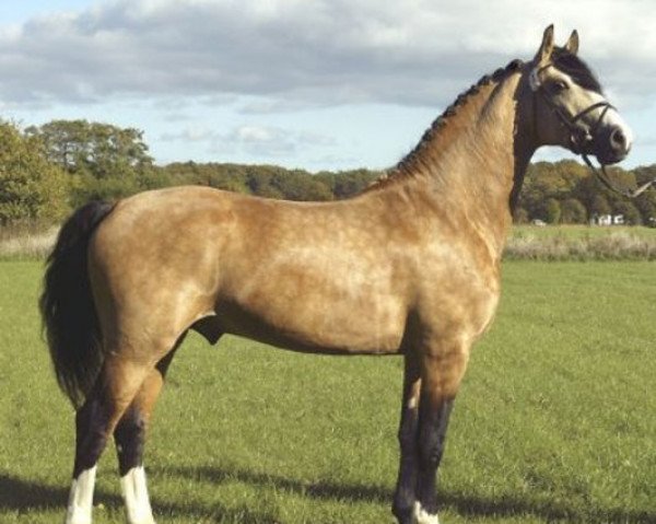 stallion Salisbury Vejleby (Frederiksborg, 2003, from Sarpo Vejleby)