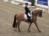 dressage horse Rusty (Hanoverian, 2000, from Rubinstein I)