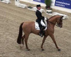 dressage horse Rusty (Hanoverian, 2000, from Rubinstein I)