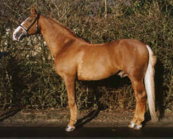 stallion Thor Bregnebjerg (Frederiksborg, 1982, from Tito)