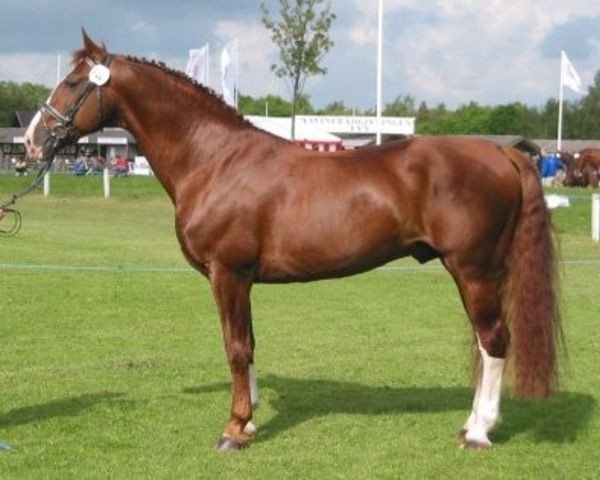 Deckhengst Mignon Vejvad (Frederiksborger, 1987, von Nugent Hedegard)