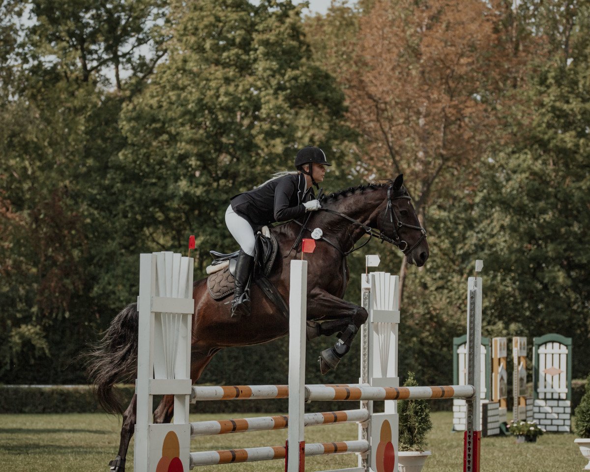 jumper Ramalco (German Sport Horse, 2008, from Rittersport)
