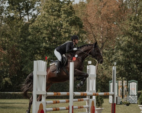 jumper Ramalco (German Sport Horse, 2008, from Rittersport)