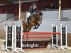 jumper Ursus 67 (Hanoverian, 2015, from Ustinov)