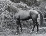 stallion By George xx (Thoroughbred, 1911, from Lally xx)