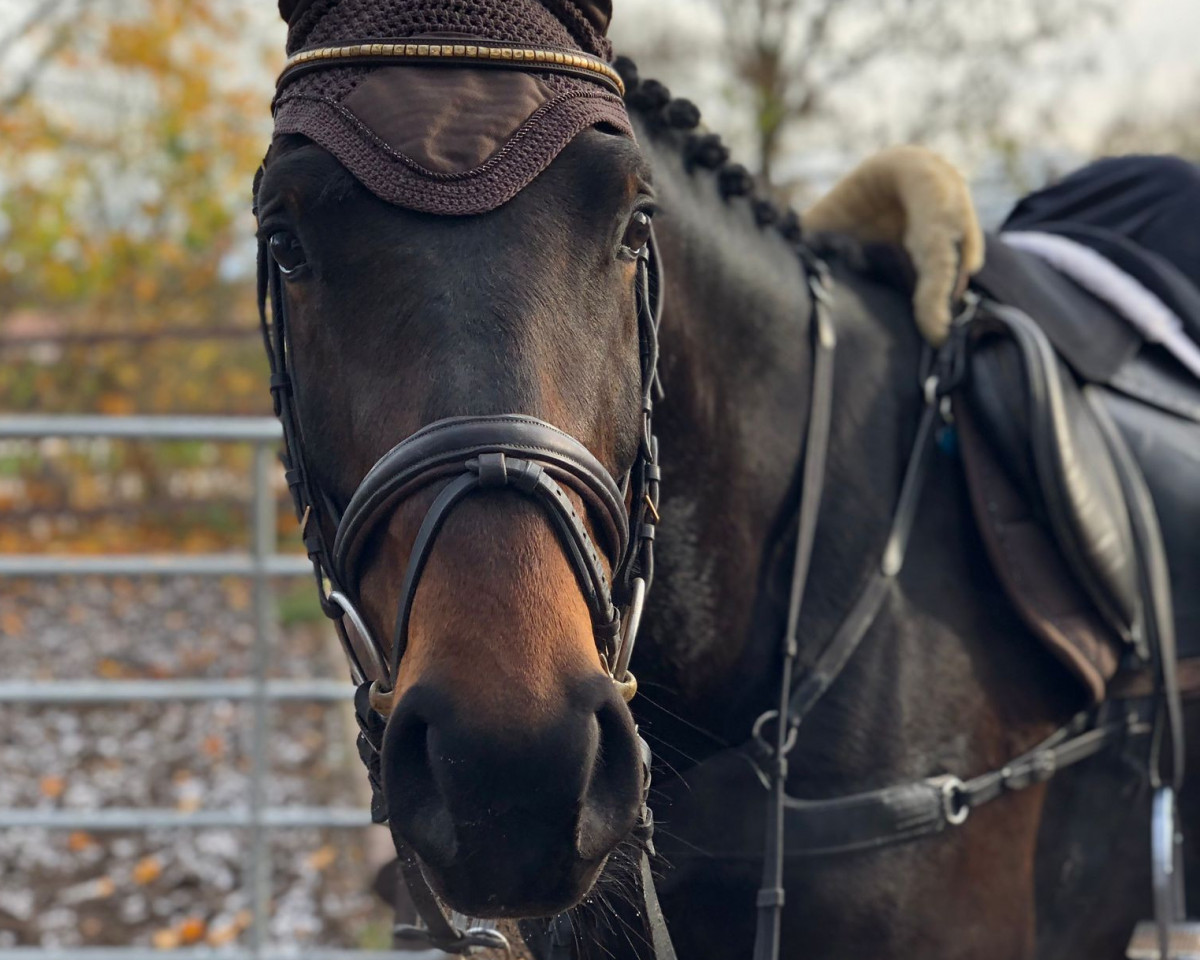 stallion Nupafeed's Cool Connection (Holsteiner, 2018, from Cornetino 231 FIN)