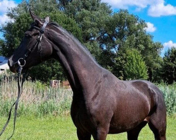 dressage horse Donatista (Hanoverian, 2019, from Don Martillo)