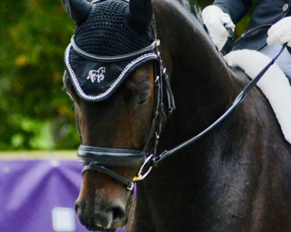 dressage horse Eichhof's Denurio (Oldenburg, 2015, from De Niro)