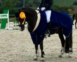 dressage horse MS Javaluna (German Riding Pony, 2012, from Burlington S)