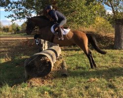 horse Ottifant 2 (German Riding Pony, 2002, from Ontario II)