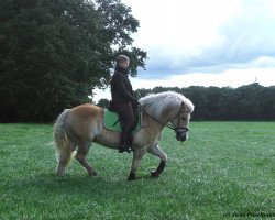 Dressurpferd Hailo (Haflinger, 1991)