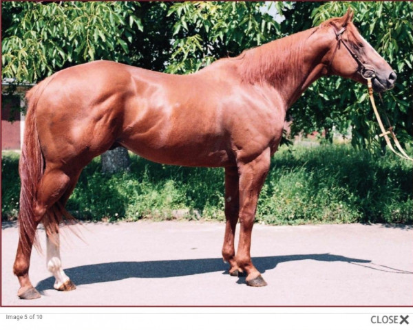 stallion Bully Pulpit xx (Thoroughbred, 2000, from Pulpit xx)