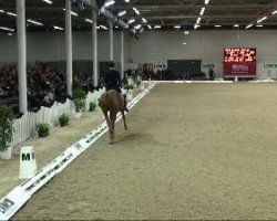 dressage horse Linas 2 (Hanoverian, 2001, from Londonderry)