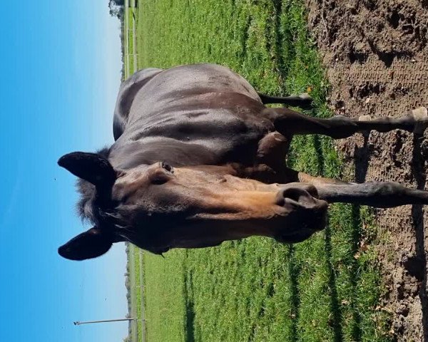 Video of Nightstar Mary