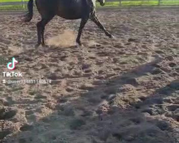 Video of Nightstar Mary
