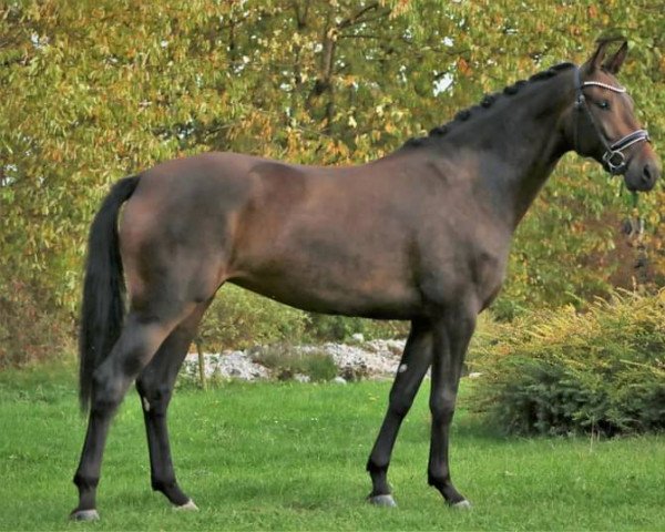 dressage horse Bellevue (German Sport Horse, 2019, from Bernay)