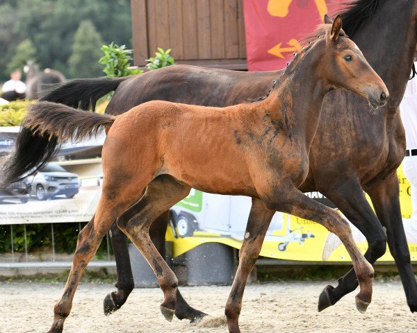 dressage horse Bella Donna (German Sport Horse, 2021, from Bernay)