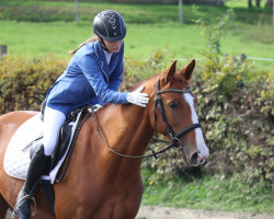 jumper Adeen (German Sport Horse, 2017, from Acajou 51)