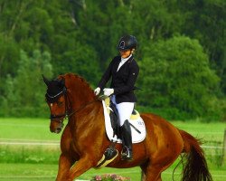 dressage horse De Wilanto (Hanoverian, 2011, from Don Marcello)