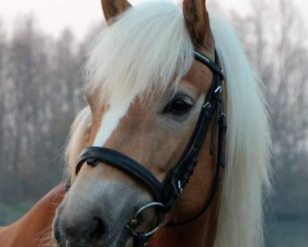 Dressurpferd Auguste S (Haflinger, 2007, von Anthony)