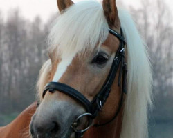 dressage horse Auguste S (Haflinger, 2007, from Anthony)