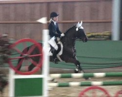 dressage horse Nemo (German Riding Pony, 2004, from Nagano)