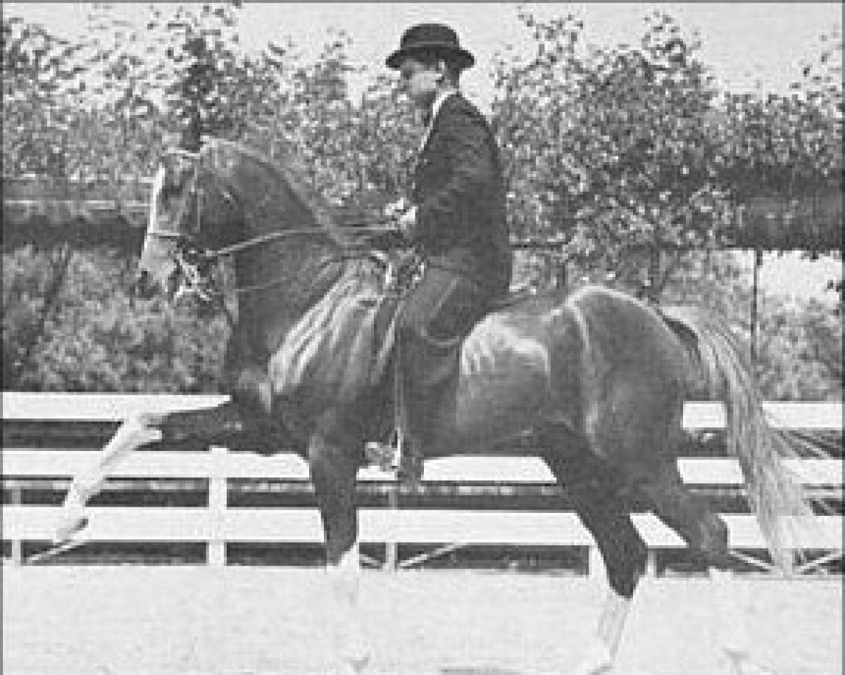 stallion Rifnas ox (Arabian purebred, 1932, from Nasik 1908 ox)