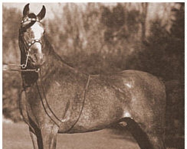 Deckhengst Abou ox (Vollblutaraber, 1939, von Fadl 1930 RAS)