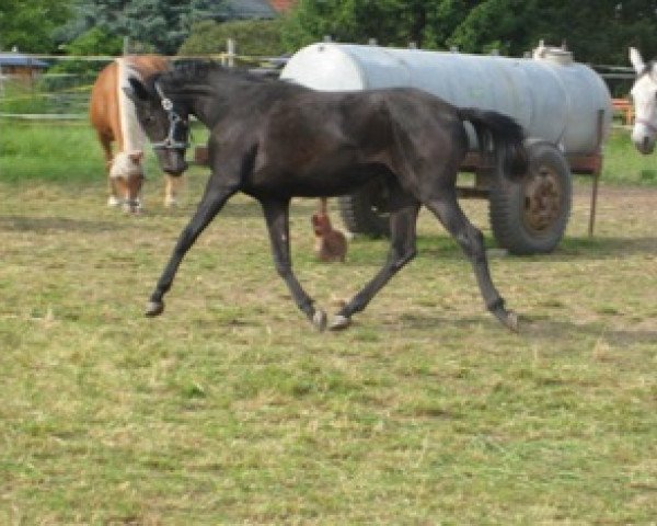 horse Nabea (Arab half breed / Partbred, 2006, from Neesahn AA)