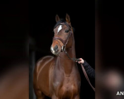 stallion Maestro van de Swalhoeve (Belgian Warmblood, 2012, from Hunters Argentus)