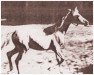 broodmare Ragala ox (Arabian thoroughbred, 1934, from Mirage 1919 DB)