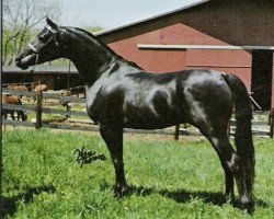 stallion Desert Dark Fire ox (Arabian thoroughbred, 1974, from Fire Bolt ox)