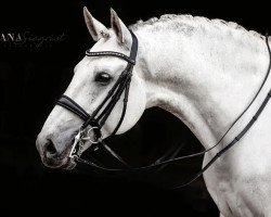 Pferd Sir Marrakech (Lusitano, 2012, von Jalisco)