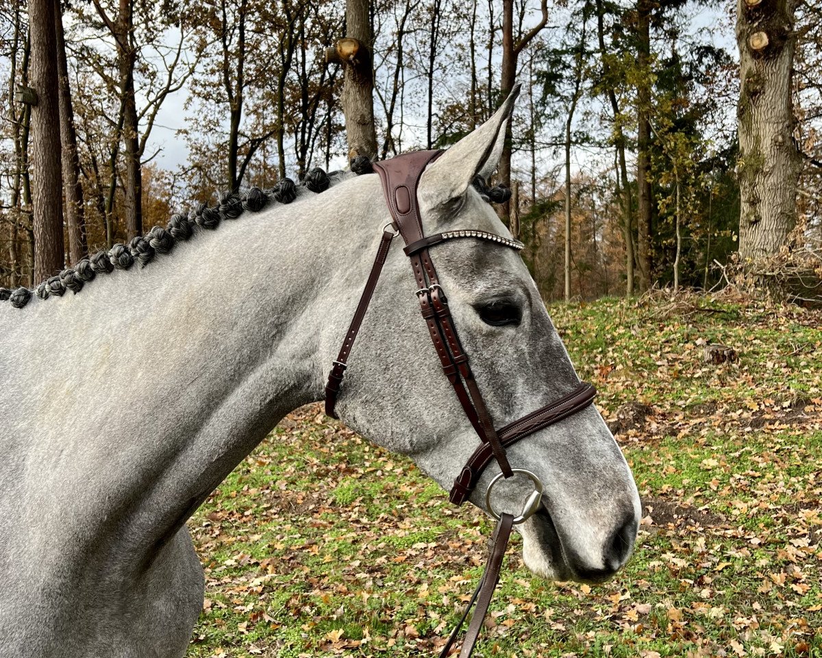 Zuchtstute Carlotta CE 3 (Oldenburger Springpferd, 2019, von Twilight 35)