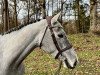 broodmare Carlotta CE 3 (Oldenburg show jumper, 2019, from Twilight 35)