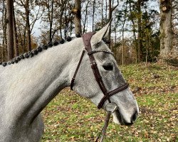 broodmare Carlotta CE 3 (Oldenburg show jumper, 2019, from Twilight)