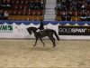 jumper Bentley 47 (Oldenburg show jumper, 2004, from Balou du Rouet)