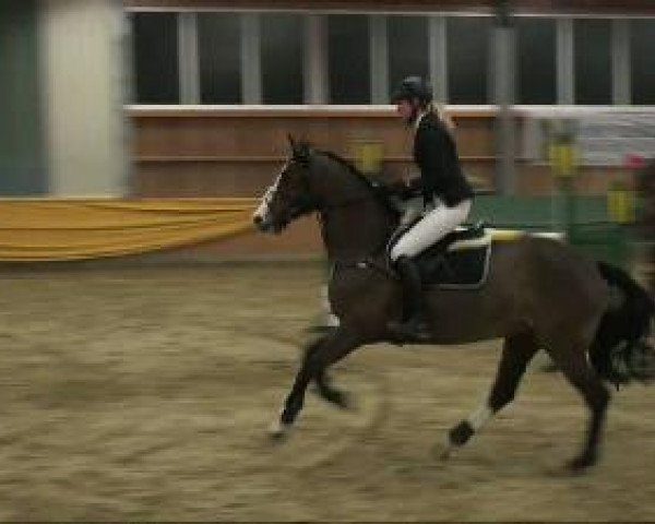 broodmare U-Ascarina (Holsteiner, 2004, from Askari)