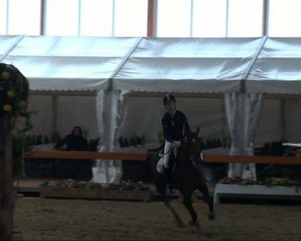 jumper Carlotta 39 (German Riding Pony, 1999, from Croupier)