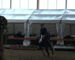 jumper Carlotta 39 (German Riding Pony, 1999, from Croupier)