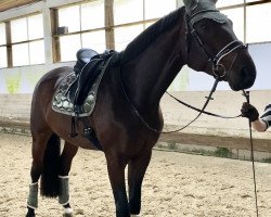 dressage horse Fürst Gregory (Hanoverian, 2016, from Tannenhof's Fahrenheit)