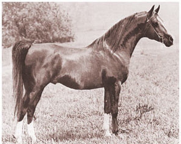 stallion Prince Zaim ox (Arabian thoroughbred, 1961, from Greatheart ox)