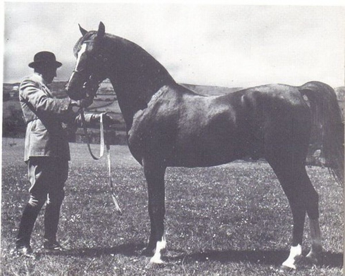 stallion Greatheart ox (Arabian purebred, 1951, from Irex ox)