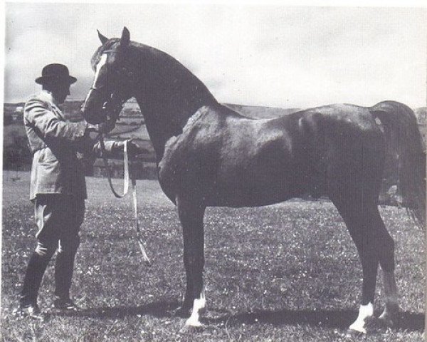 stallion Greatheart ox (Arabian thoroughbred, 1951, from Irex ox)