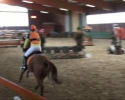 dressage horse Brandy Valentino (German Riding Pony, 1999, from Brantops Valido Son)