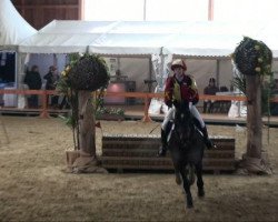 jumper Brysant (German Riding Pony, 2000, from Out-Break)