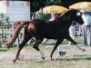 stallion Capri Moon (Nederlands Welsh Ridepony, 1988, from Bokkesprong Czardas)